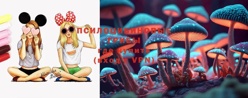 Галлюциногенные грибы Psilocybine cubensis  omg как зайти  Верея 